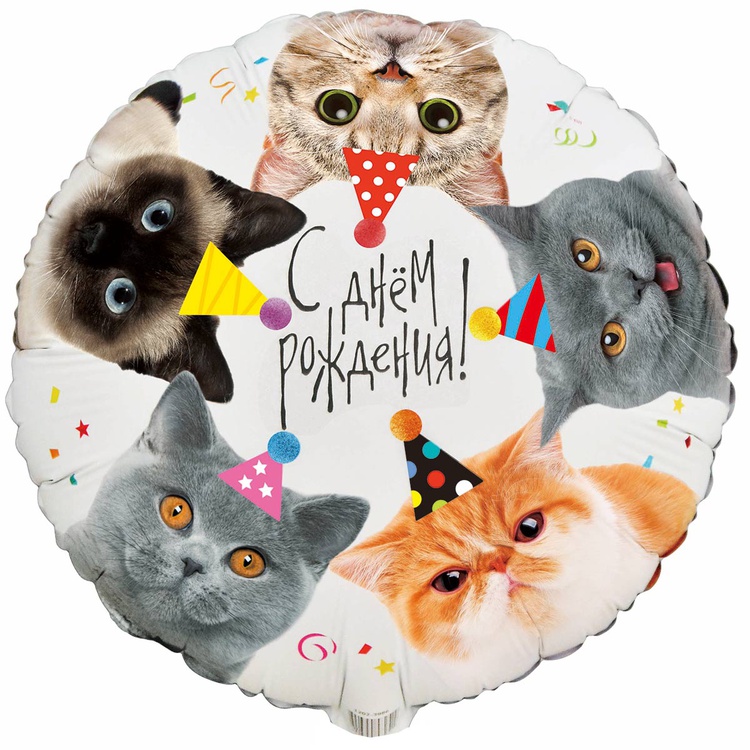 К 18 РУС ДР Котики фотографичные